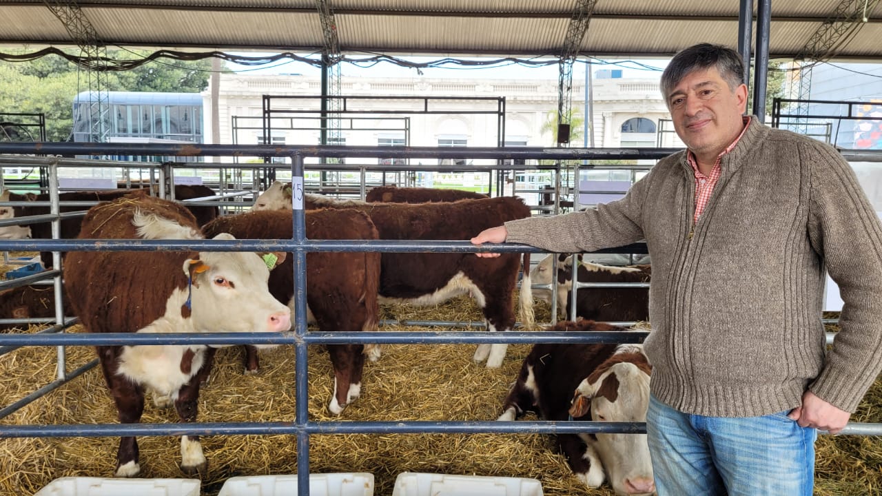 Centenario Hereford: los animales que llegaron desde Tierra del Fuego a Buenos Aires