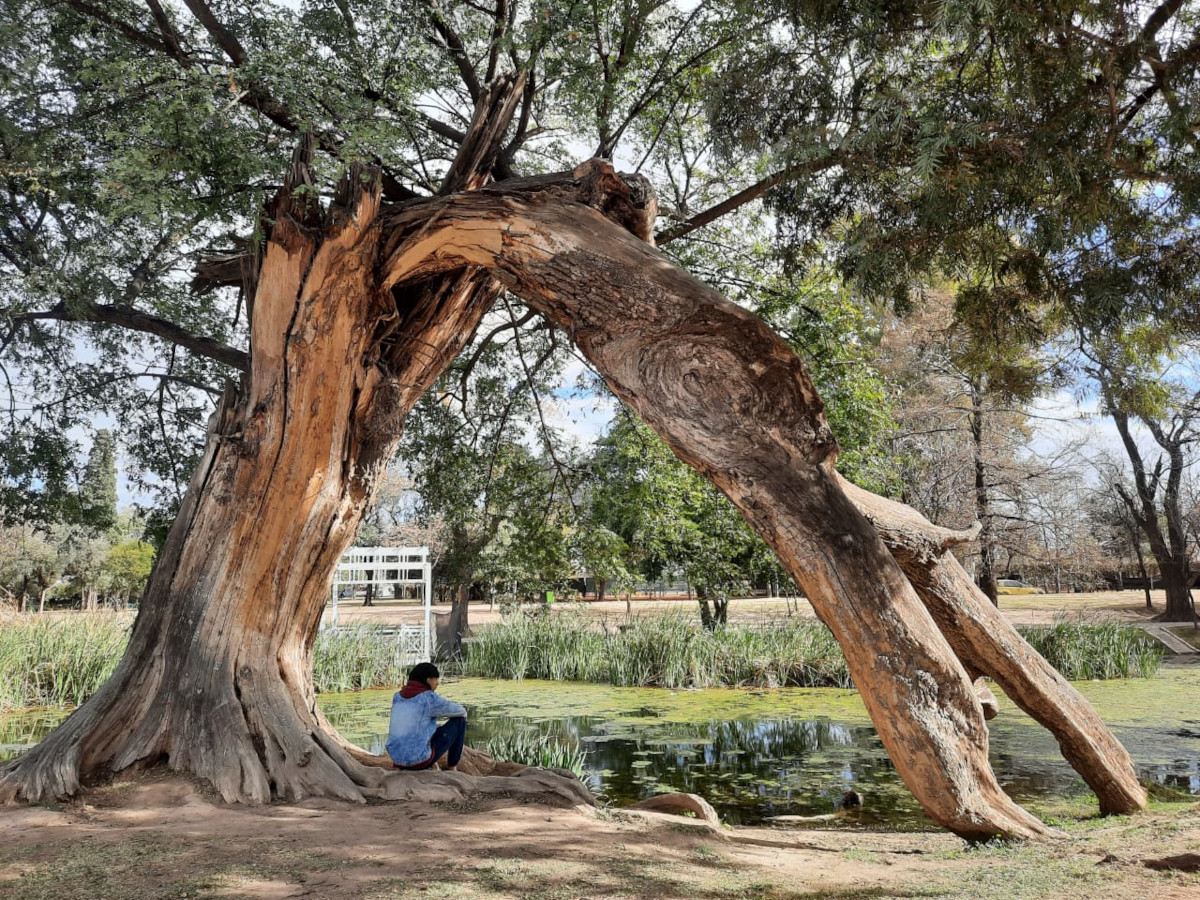 La FCA UNC será sede del VI Congreso Nacional de Arboricultura y Bosques Urbanos