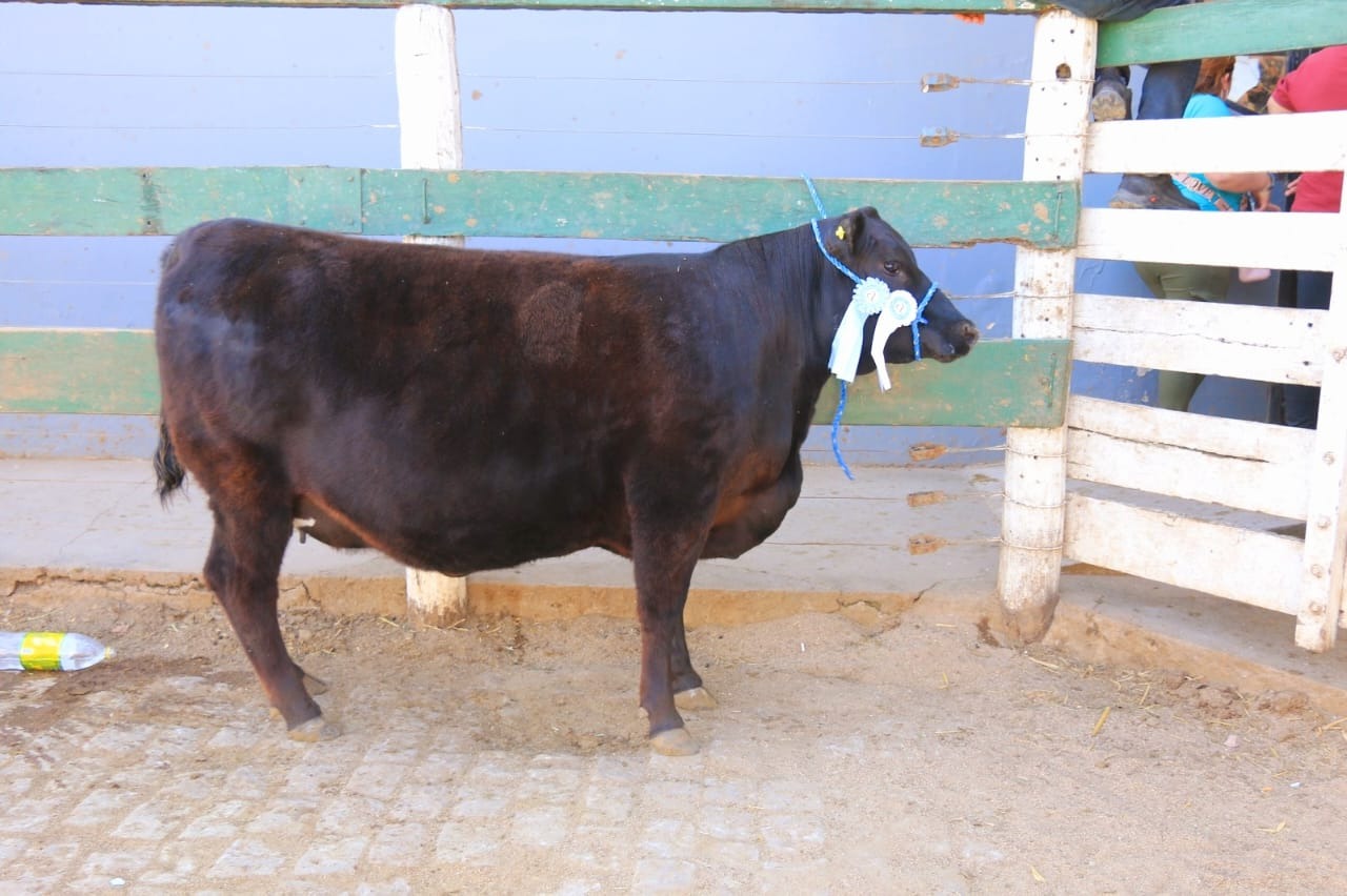 Pagaron $8.800.000 por el "2º Mejor Macho A Corral" ANGUS