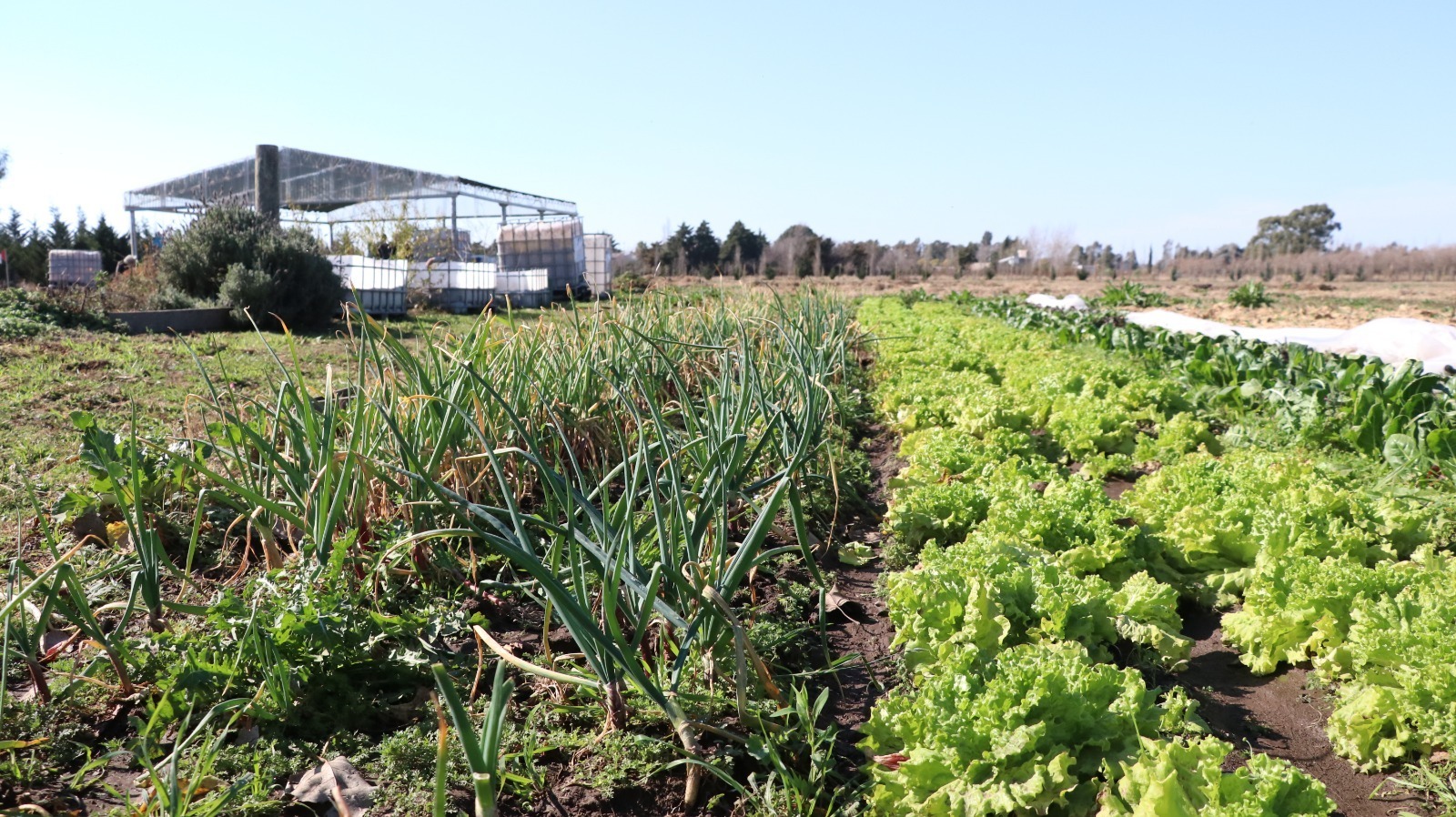 Huerta en tu Hogar: se distribuirán 45.000 kits de semillas de la temporada primavera-verano