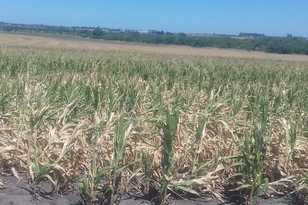 La región núcleo recibirá menos lluvias a lo esperado en esta primavera