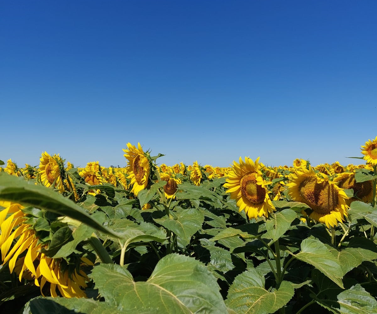 La Pampa: Disminuye la superficie maicera y crece la intención de siembra de girasol y maní