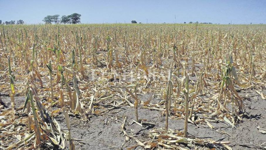 Por la sequía, la BCR estima que la producción de soja caerá casi 5 millones de toneladas