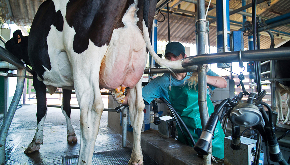 La producción de leche se recupera a paso firme y el último trimestre podría terminar con saldo positivo