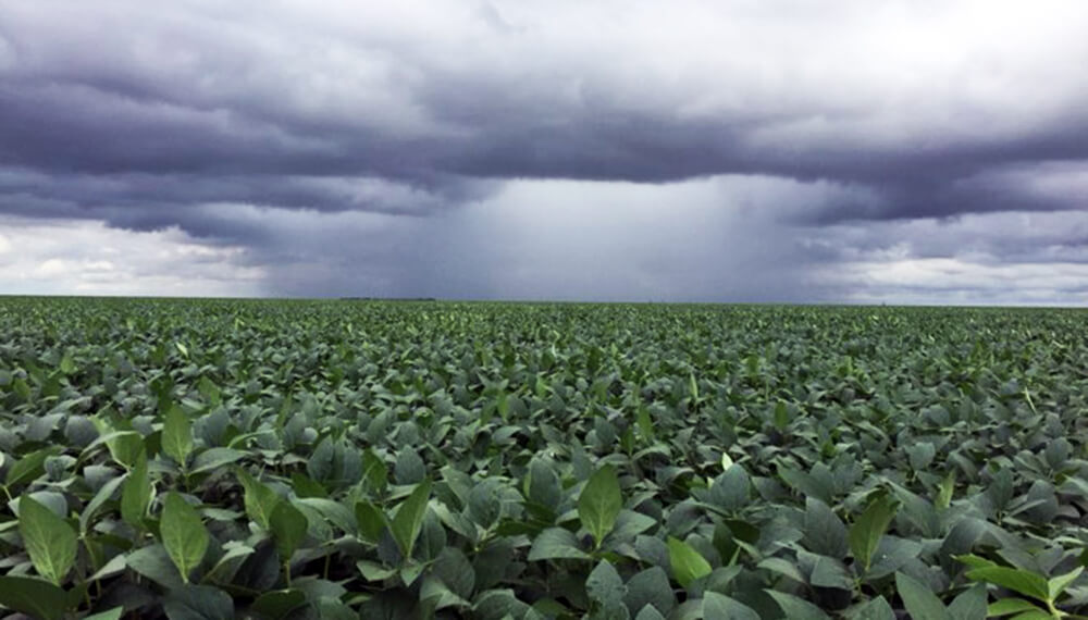 "La Niña sería débil y corta", los datos alentadores para Argentina