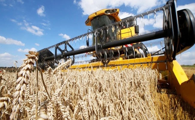 El Remate del Primer Lote de Trigo de la Campaña 2024/2025 se realizará este 26 de noviembre a las 12:30 horas en la Bolsa de Cereales de Córdoba