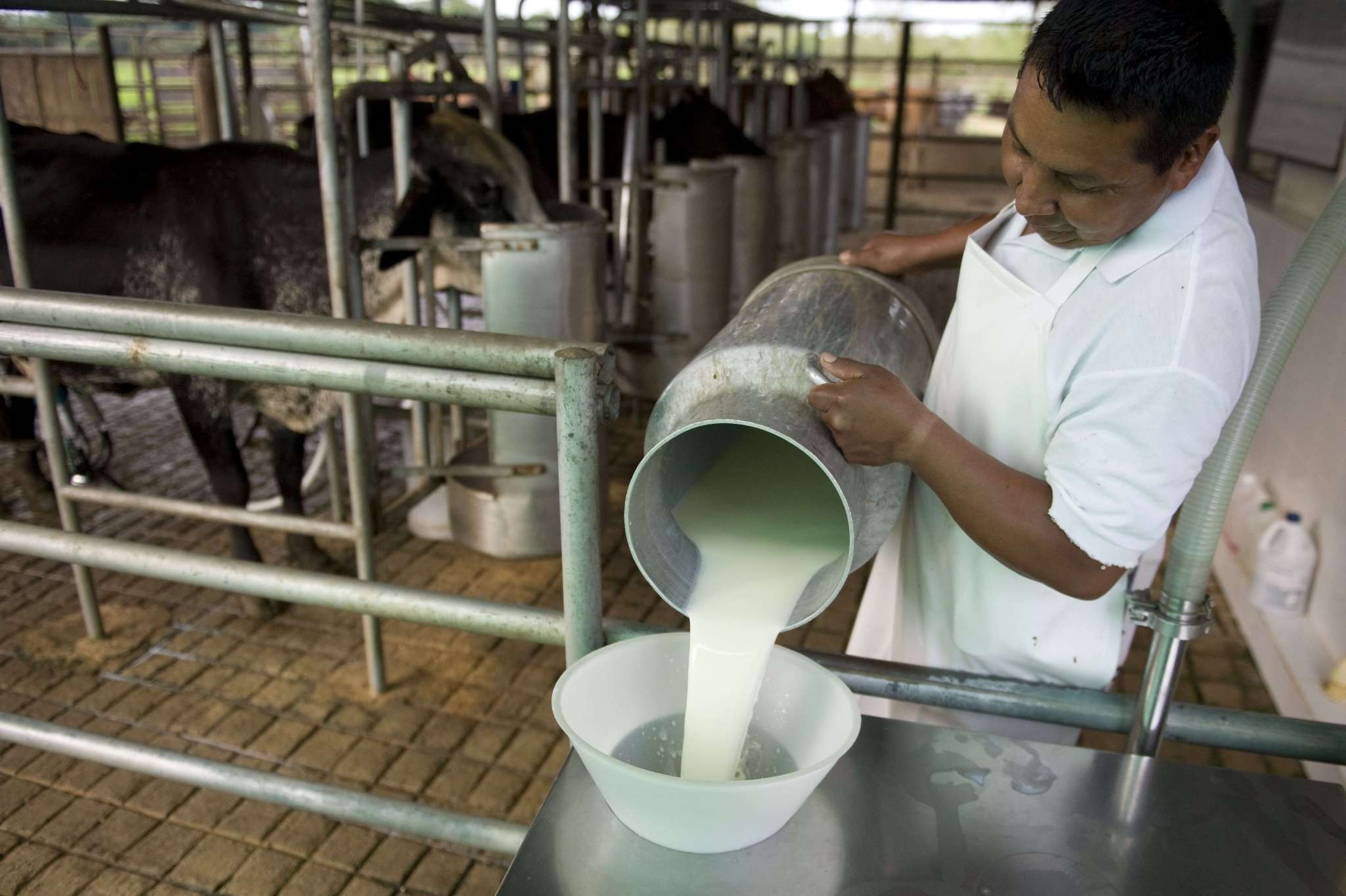 Estiman un crecimiento del 5,7% en la producción de leche para 2025
