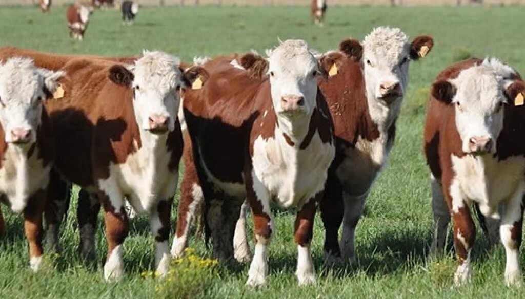Rosgan: La cadena sigue estancada, en gran medida debido a que se faenan animales con pocos kilos