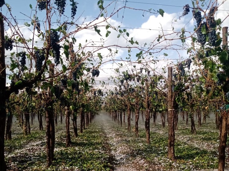 "El dolor de los productores del Este:"Hay viñedos que quedaron destruidos"