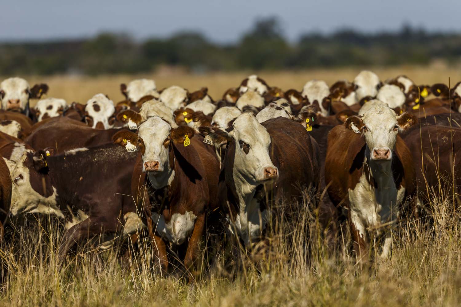 Argentina intensifica controles por brote de fiebre aftosa en Alemania