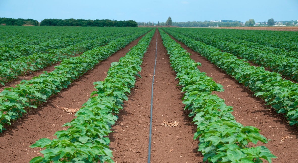 Turquía es el séptimo productor agrícola más grande del mundo
