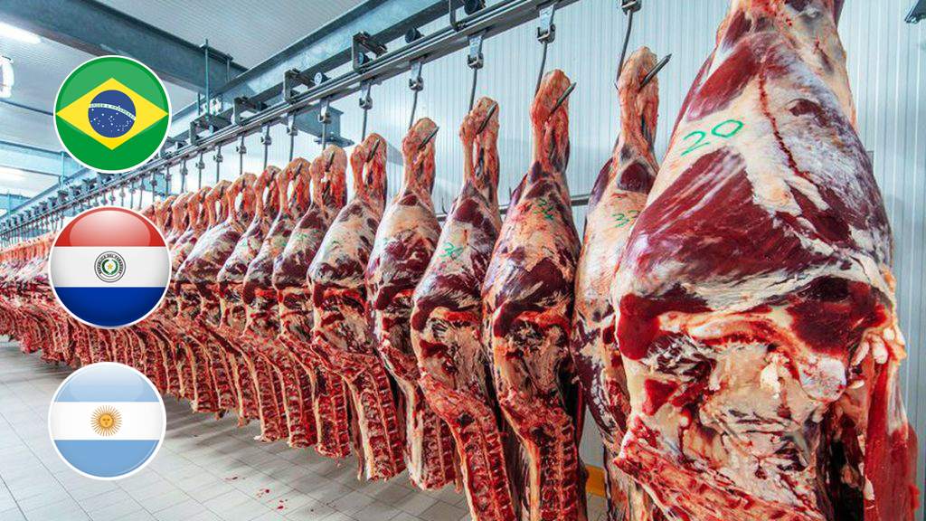 Caída del Novillo Mercosur: Brasil y Paraguay impulsan la baja en los precios