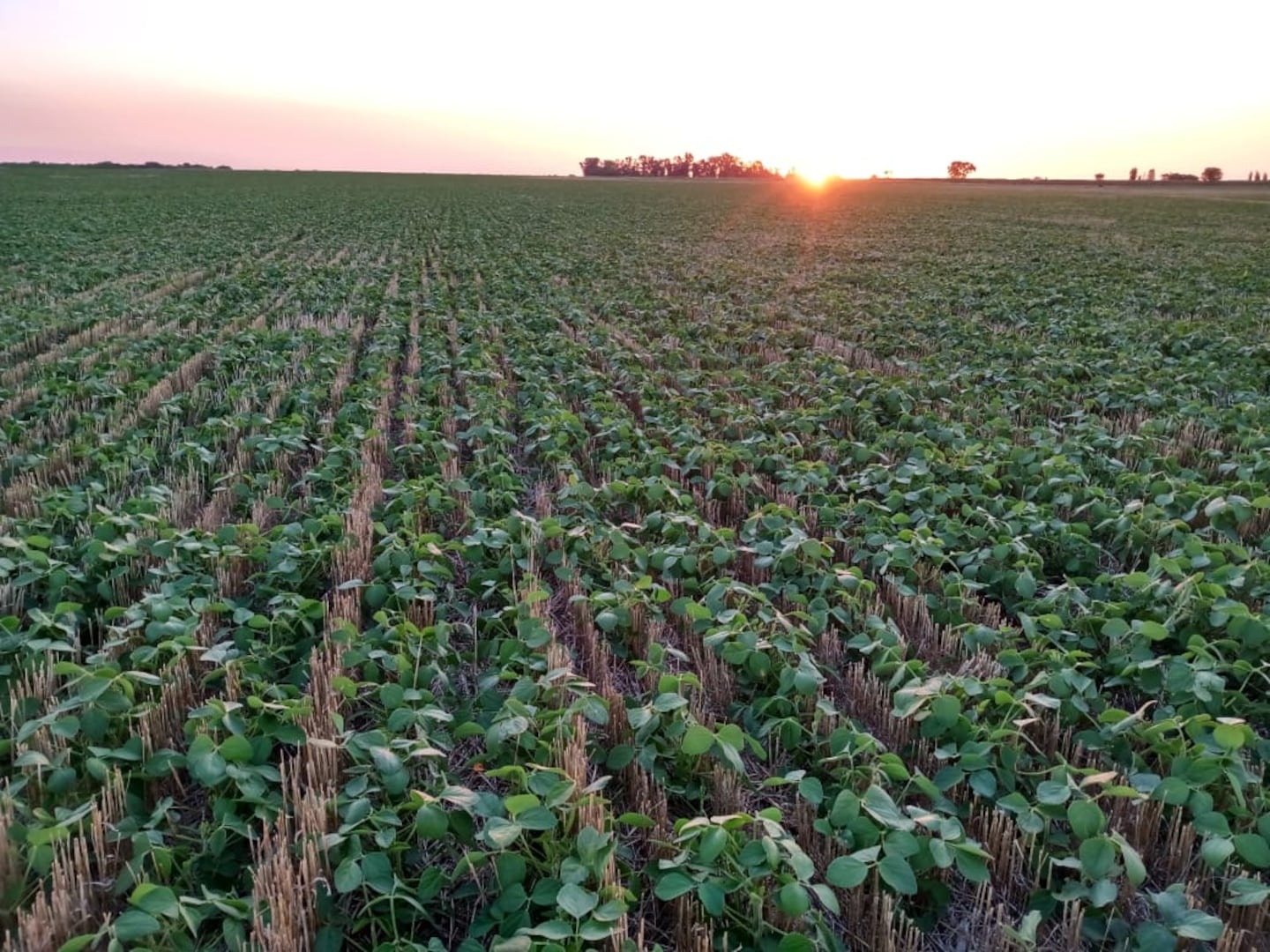 La confianza del agro sufre la mayor caída desde 2019, afectada por el clima y los mercados
