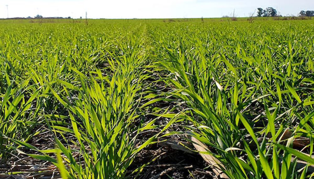 Hasta que no definan la rentabilidad de la gruesa los productores no piensan en la siembra de trigo