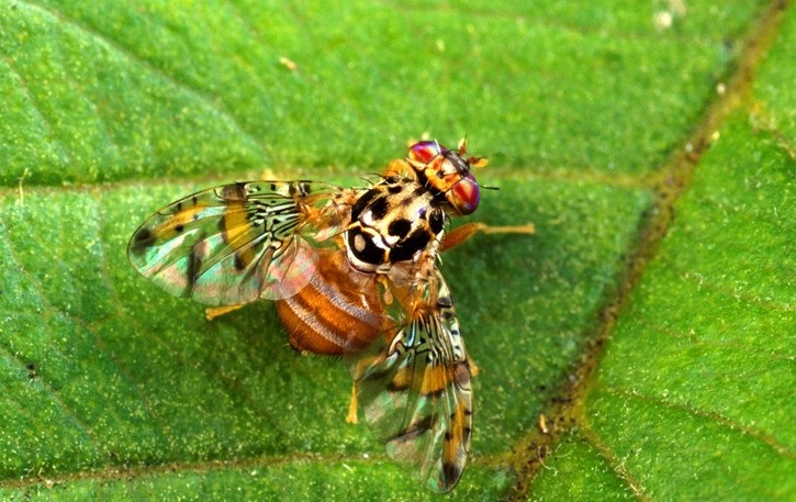 Declaran emergencia sanitaria en el Valle de Uco por la presencia de la mosca de la fruta