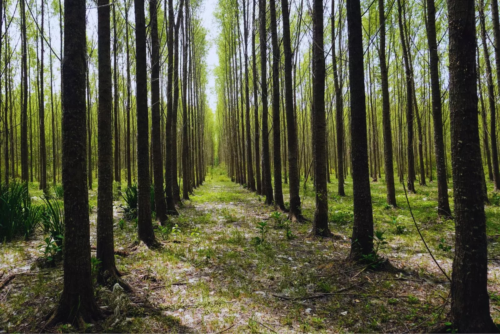 Mejoramiento genético: el INTA desarrolla seis clones de sauce con alta calidad para la industria forestal