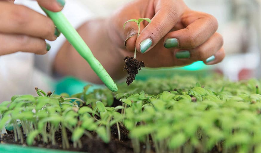 El mercado de bioinsumos en Argentina creció un 10,9% en 2024