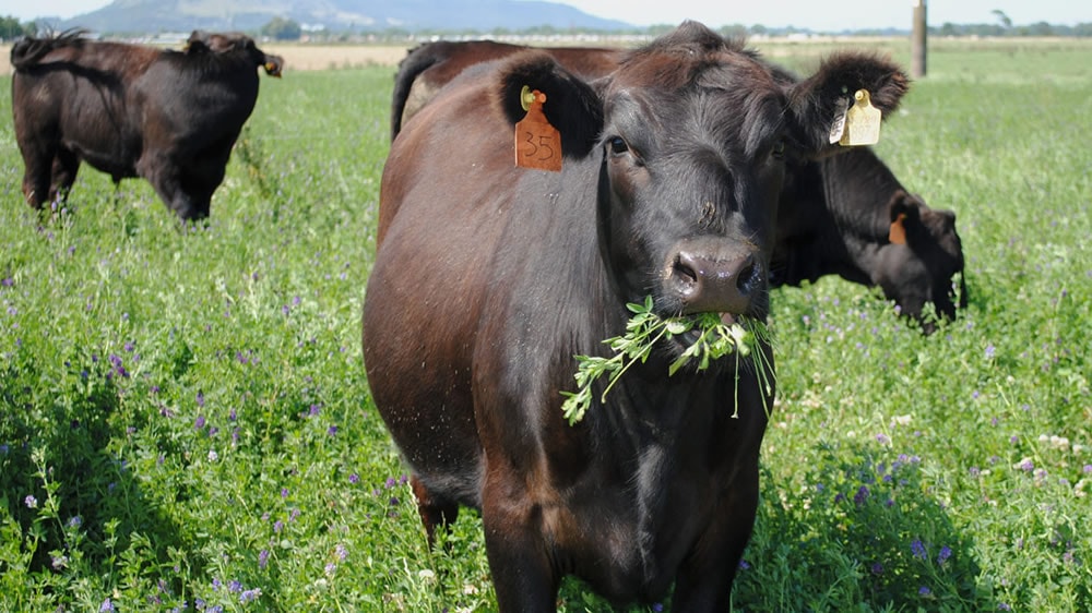 Dilema: ¿Aumentar el tamaño de la vaca para subir el peso de faena?