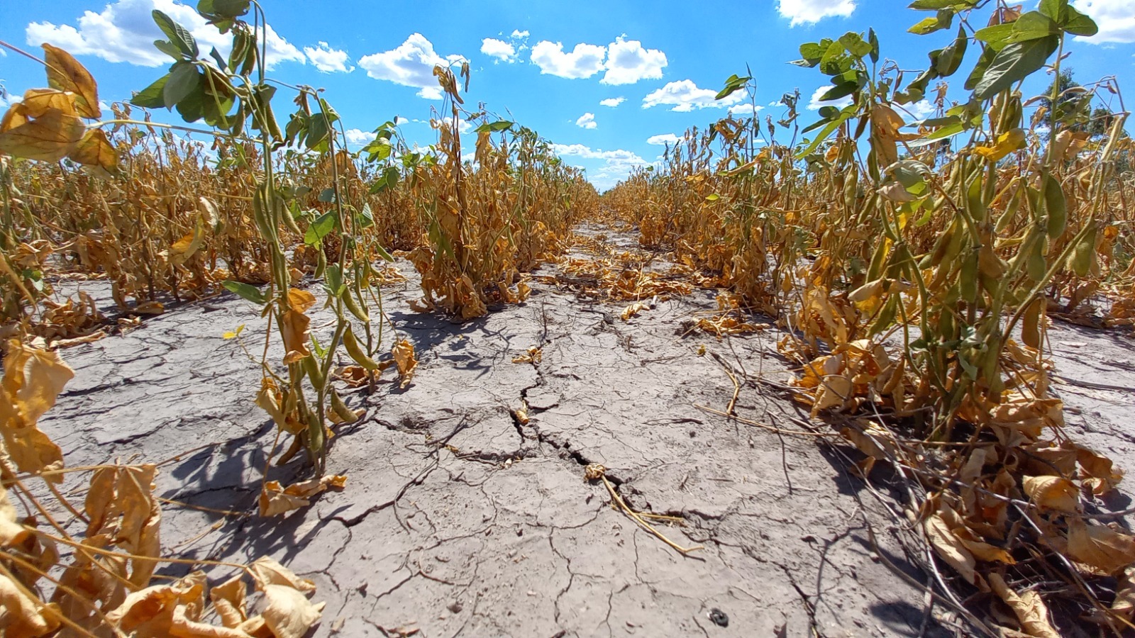 Economía declaró la emergencia agropecuaria para Chaco y Santa Fe