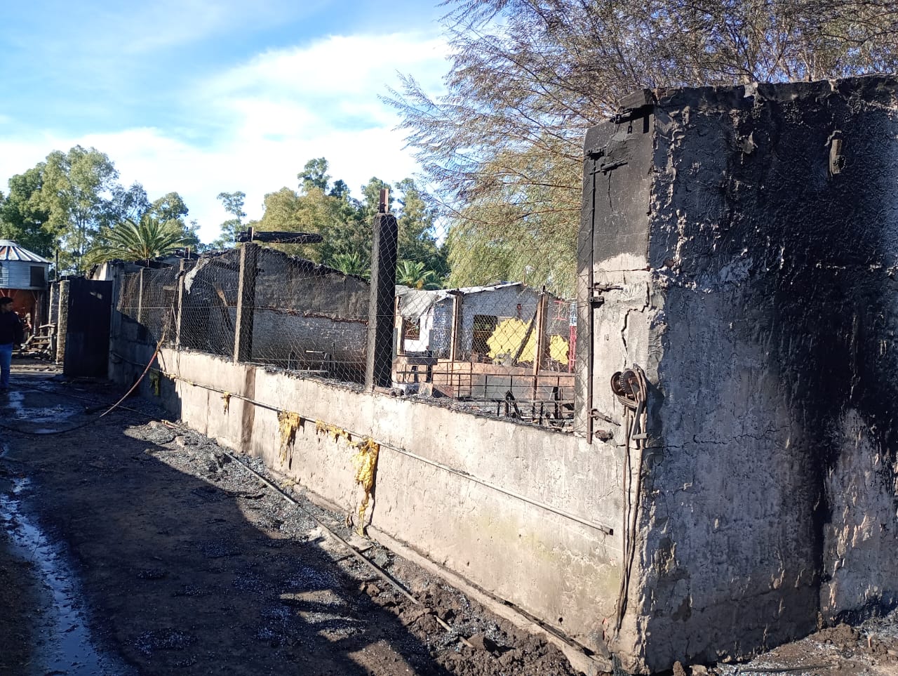 Carlos Casares: Un incendio en un criadero de cerdos, causó la muerte de 160 animales porcinos