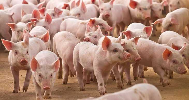 “Una mejora sustancial”: el cerdo engorda su rentabilidad gracias a una baja de los costos