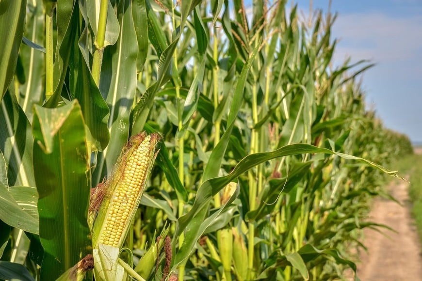 Maíz, el cultivo más tecnológico, crece un 10% en la principal región agrícola
