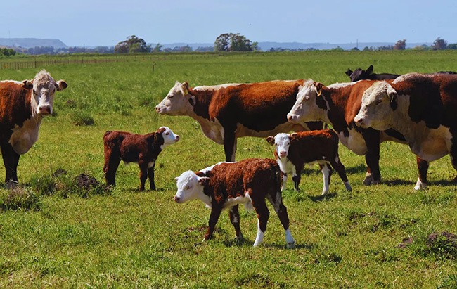 GPS ganadero: 8 mapas detallados sobre la producción de carne y leche en Córdoba