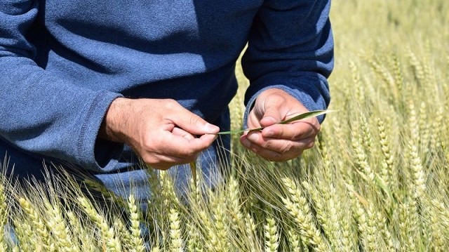610 Baguette es el nuevo trigo de Nidera que promete “romper el mercado”