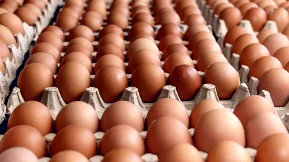 "Huevos del contrabando: la frontera rota que arruina a los productores del norte argentino"
