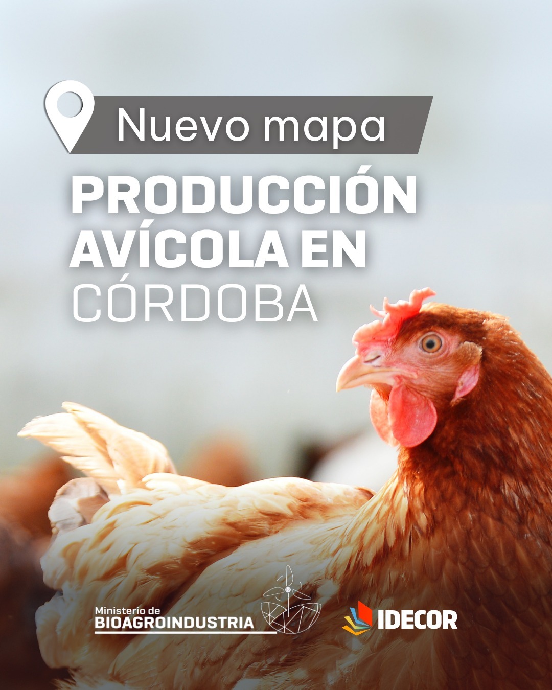 Producción avícola en Córdoba: nuevo mapa con todos los datos