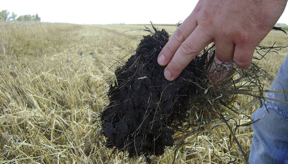 Agroindustria y ambiente: 10 datos que muestran que en Argentina se produce de manera sostenible