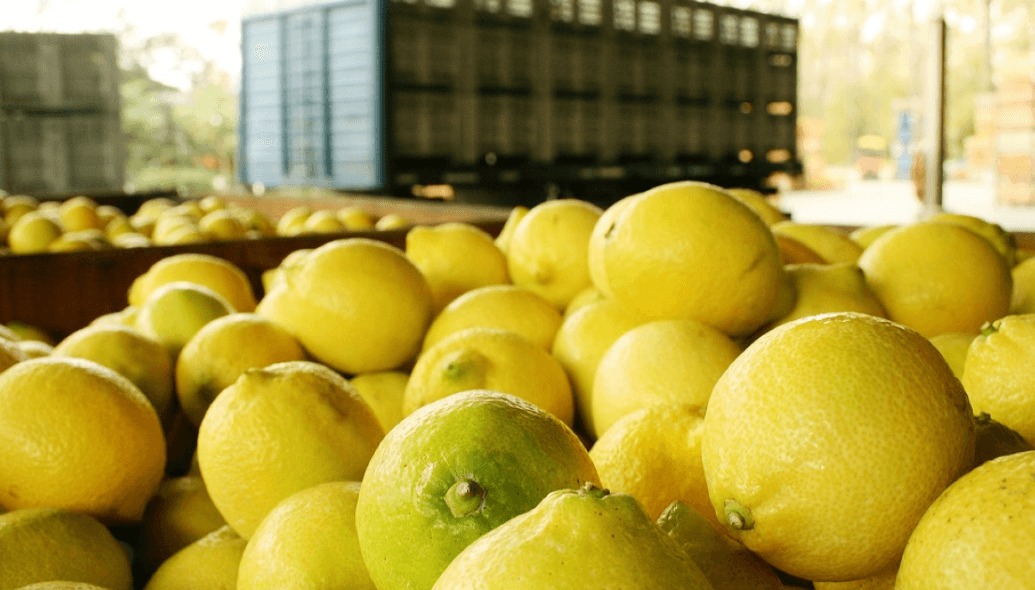 Los limones argentinos cruzan la cordillera: se abre el mercado de Chile para la exportación de fruta fresca