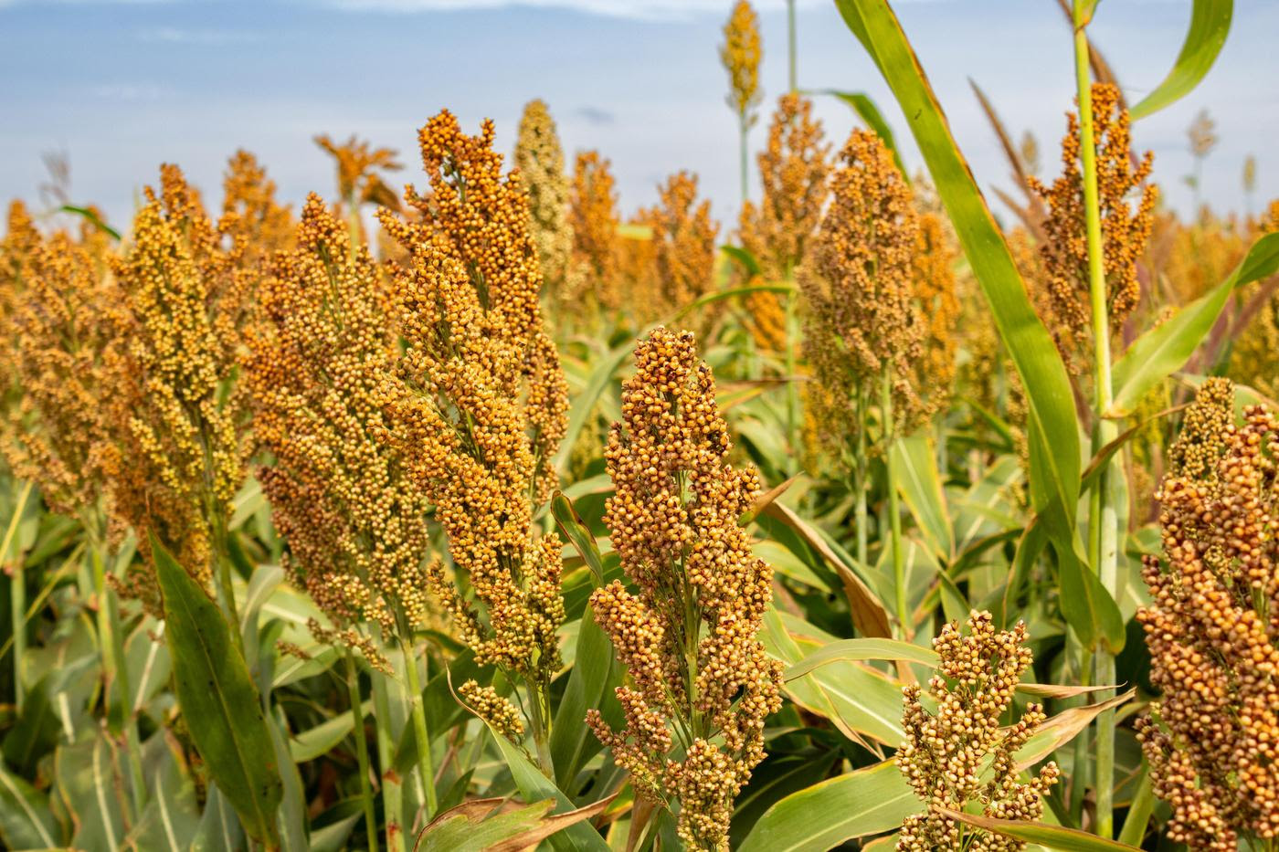 Cómo lograr silajes de calidad y transformar el forraje en rentabilidad: claves técnicas para una mejor nutrición animal