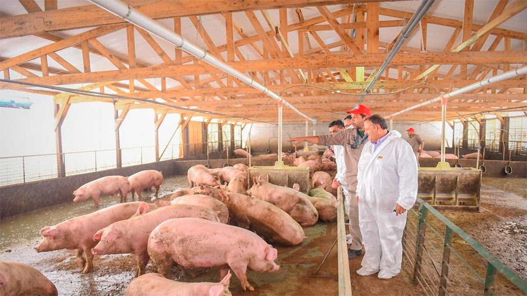 Porcicultura: Estima el USDA precios firmes para este año