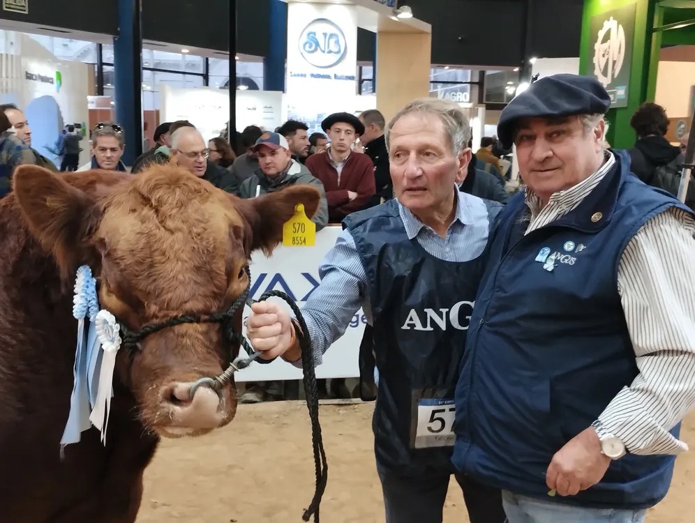Ganadería en primer plano: el detrás de escena de la raza Angus en la Expo Rural 2025