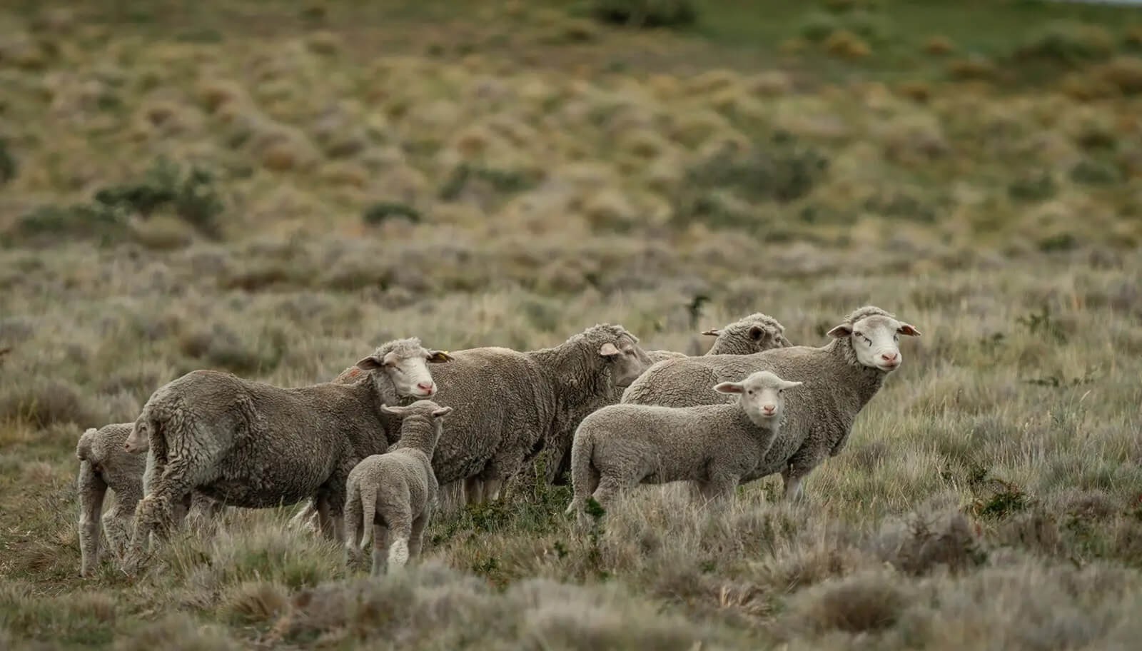 Las carnes toman la delantera en las economías regionales: bovinos, porcinos y ovinos en verde