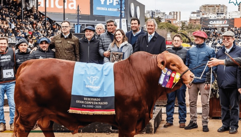 Récord histórico: pagaron $272 millones por el 50% de un toro Brangus cordobés