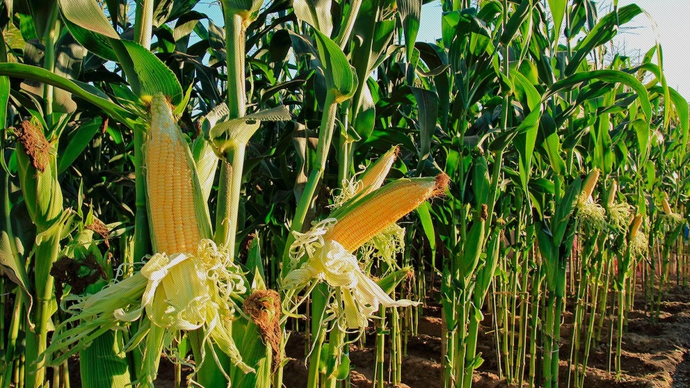 Maíz 2024/25: con el 88% cosechado, se confirma una producción de 48,5 millones de toneladas