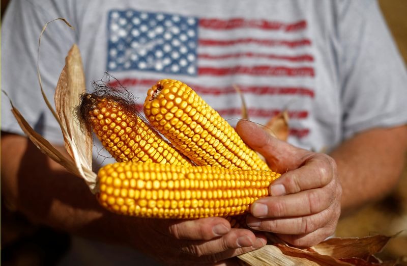 EE.UU. vs. Argentina: dos gigantes del maíz con modelos productivos opuestos