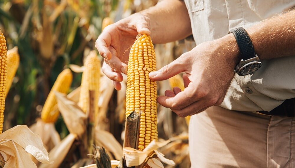 Día del Agricultor y del Productor Agropecuario: el origen de la celebración del 8 de septiembre