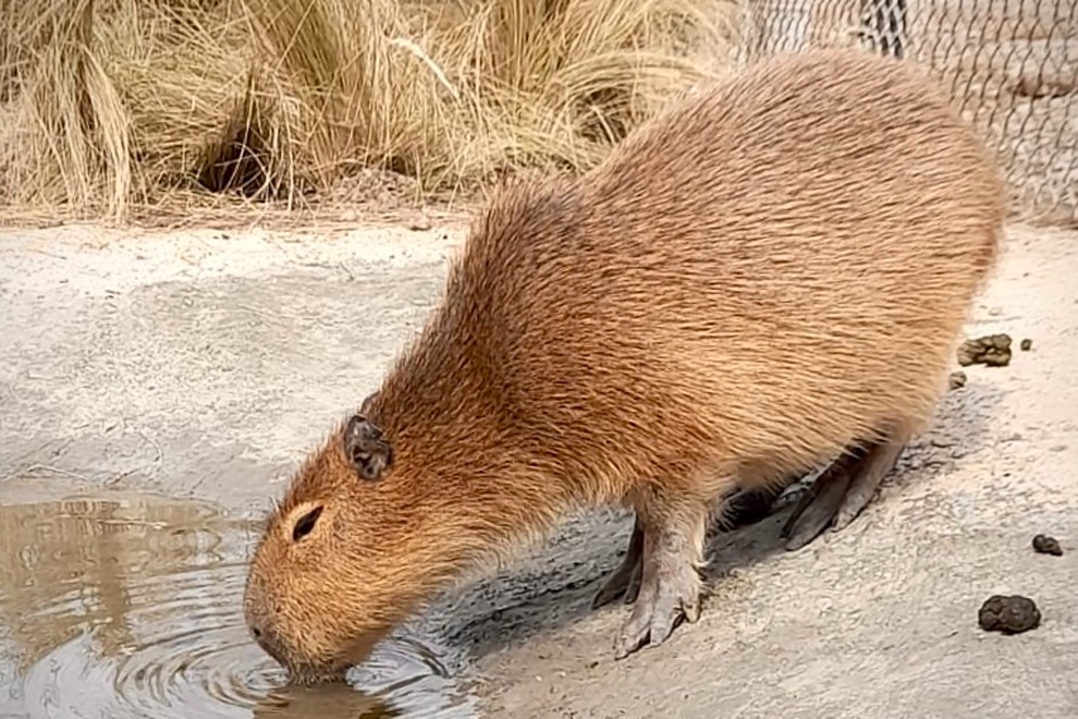 Policía Ambiental allanó una granja educativa en Villa María y rescató fauna silvestre