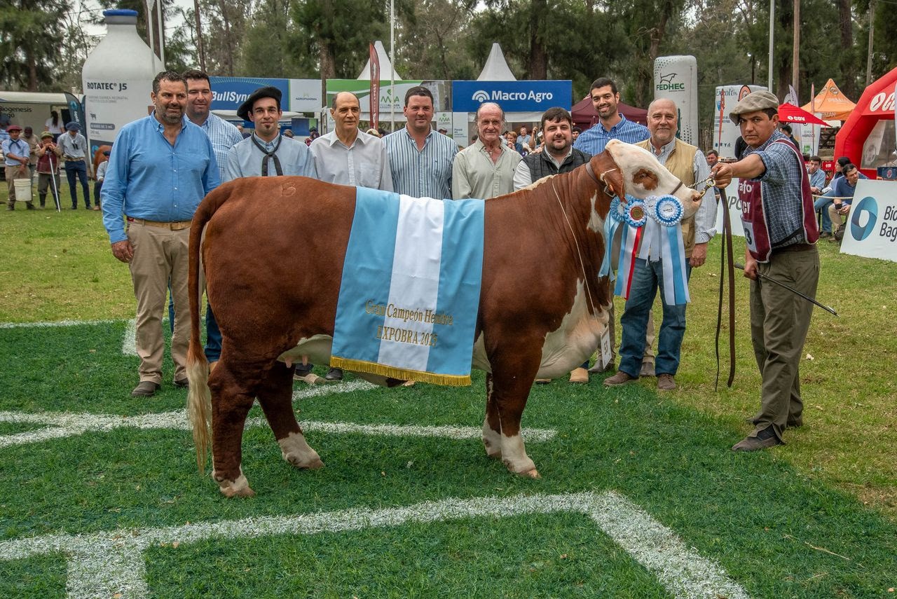 ExpoBra 2025 y la jura de Braford: la raza, en un nivel excepcional