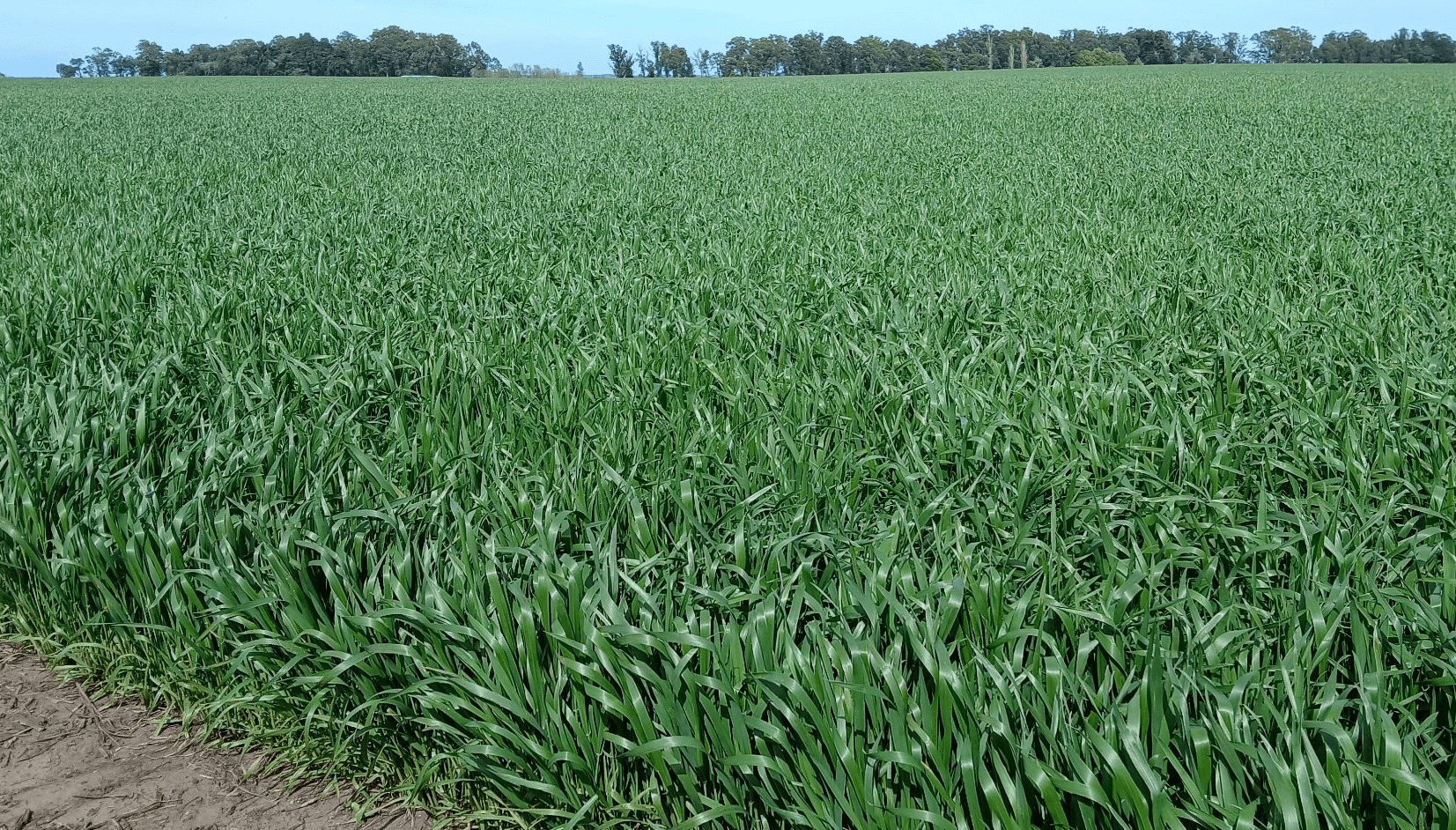 Trigos con potencial de 80 qq/ha en la zona núcleo: “Hace años que no llegaban así a la floración”
