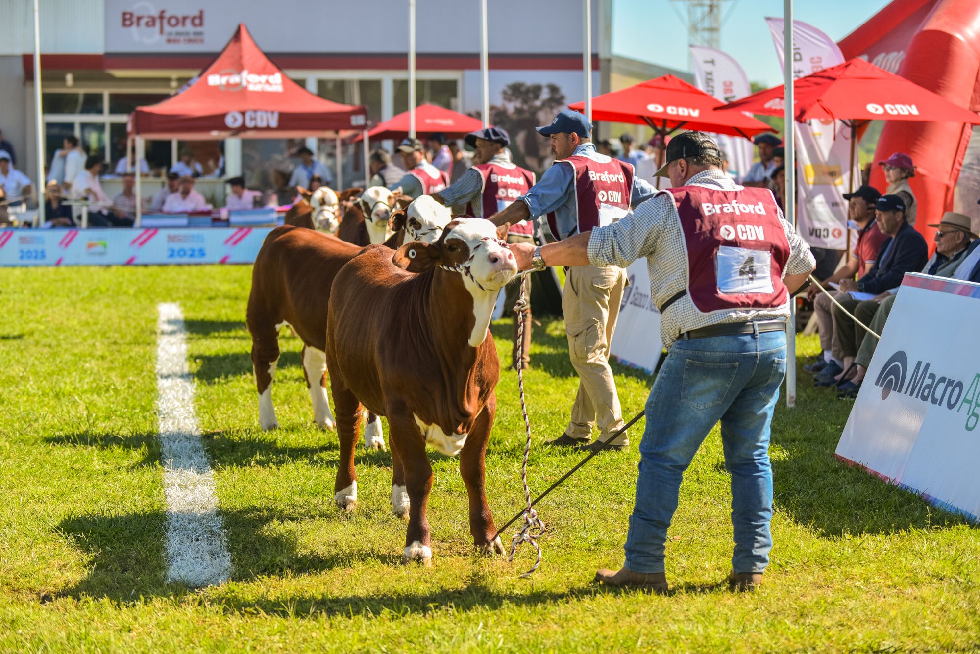 La Dominga se consagró en la Nacional Primavera Braford 2025