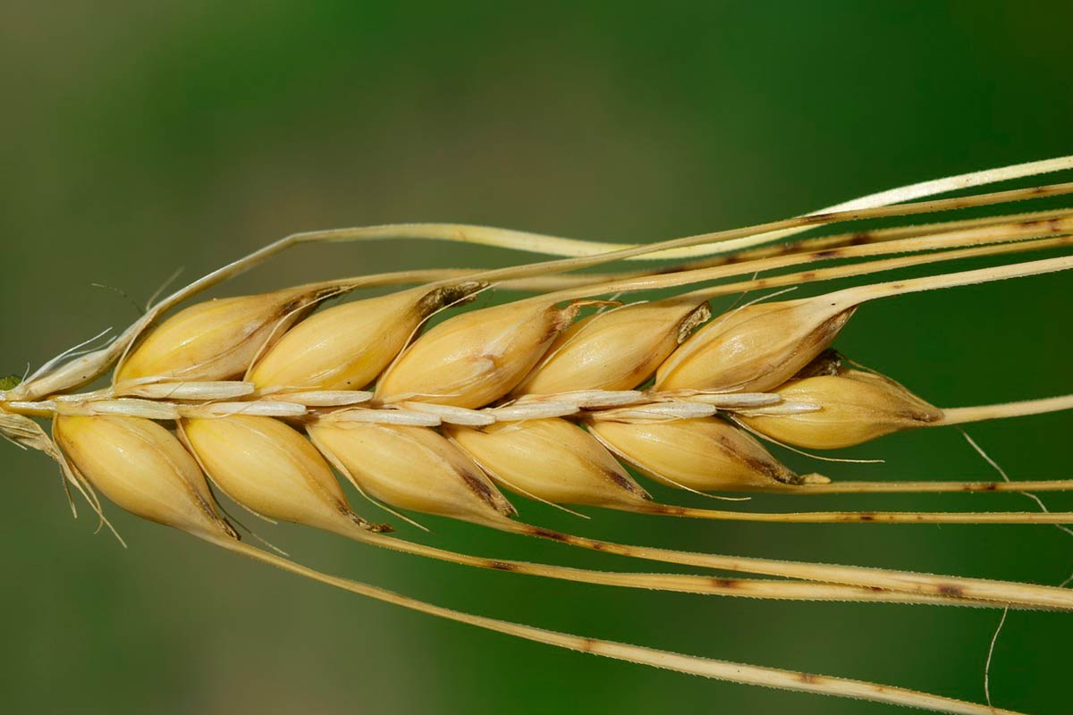 Cebada: se espera un año comercial muy prometedor para el cultivo