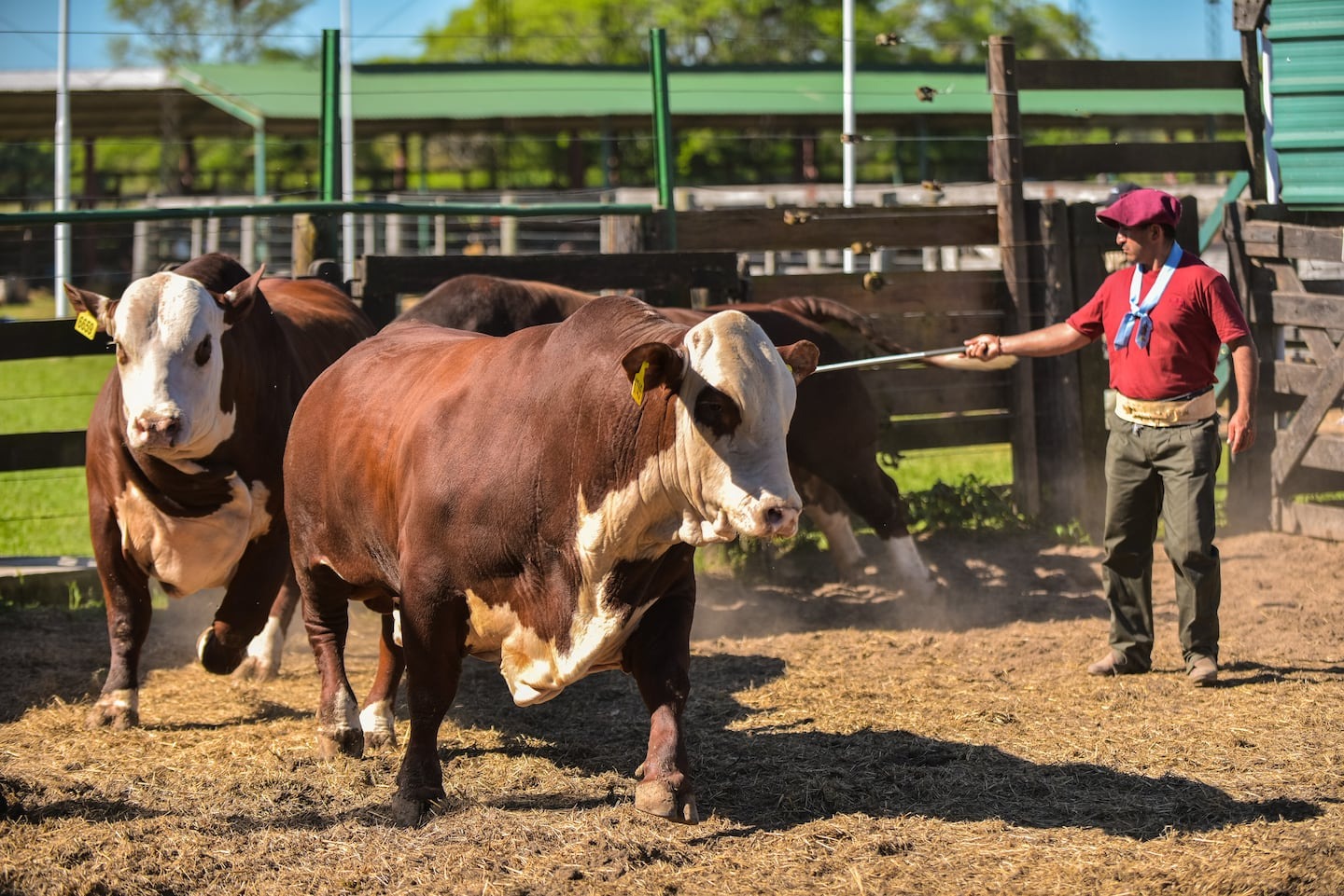La Nacional Primavera Braford cerró con récords de venta y la cabaña La Dominga como gran protagonista