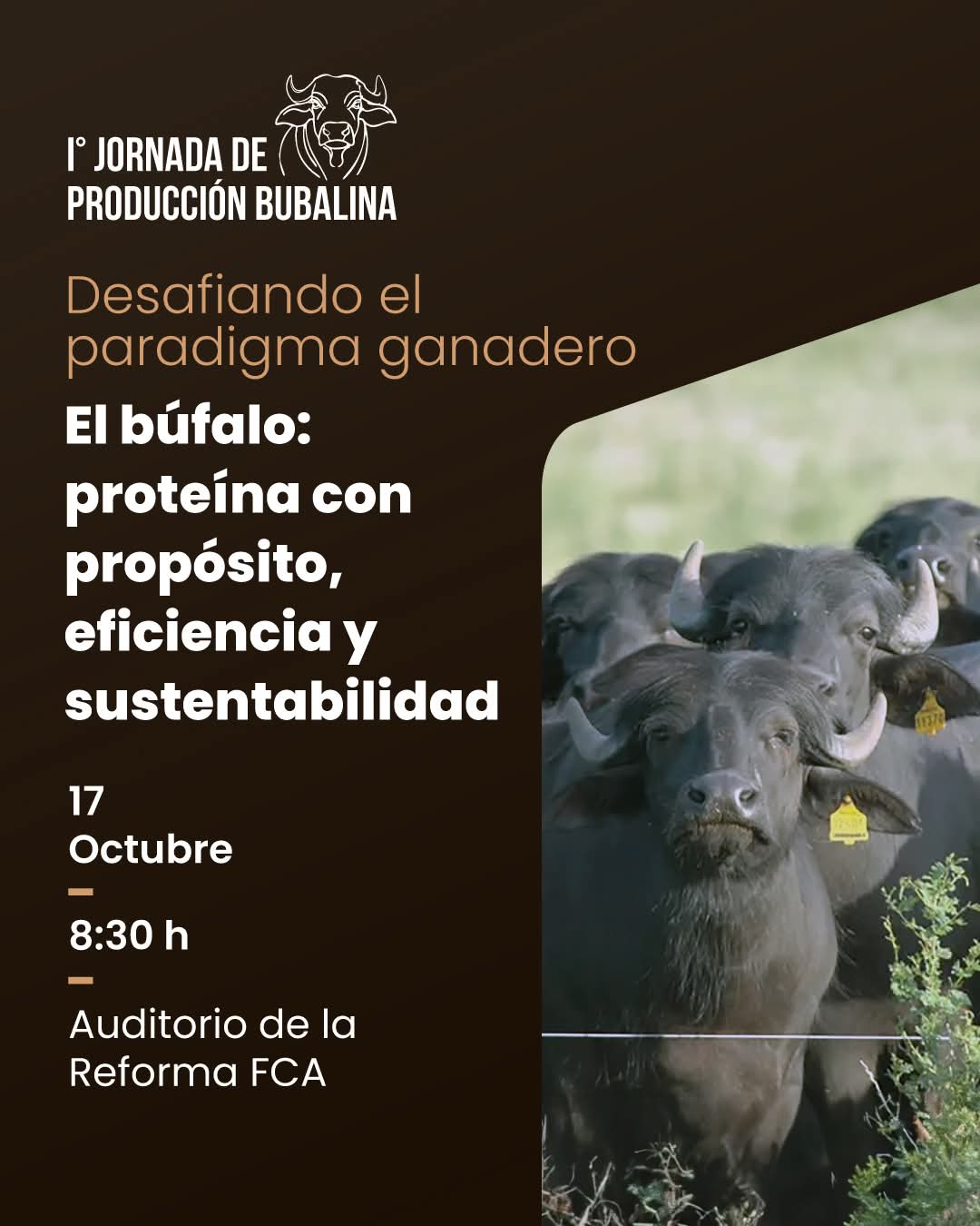 Desafiando el paradigma ganadero: la producción bubalina como alternativa sustentable