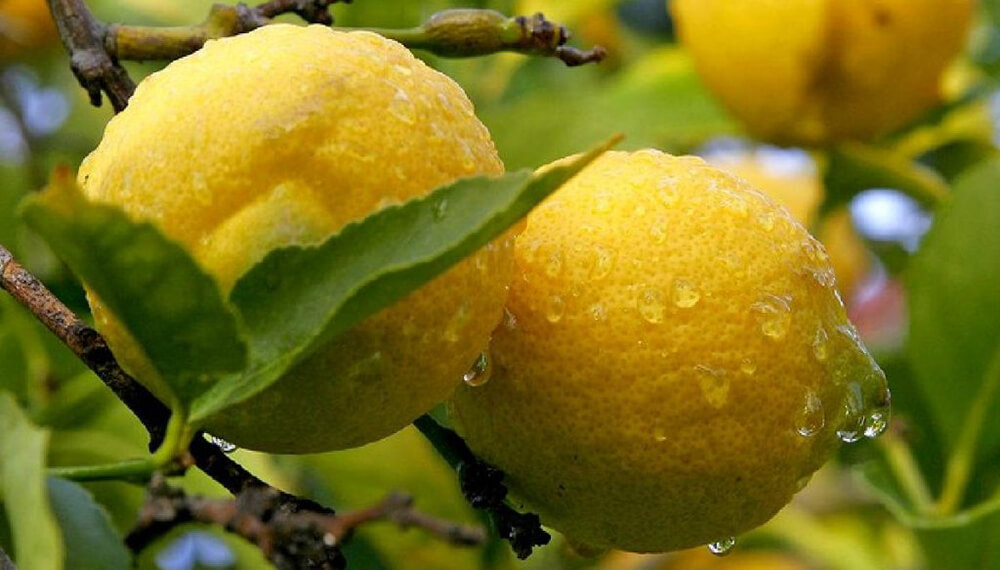 Fuerte impulso de las exportaciones de frutas: Argentina vendió US$856 millones con un crecimiento del 18%