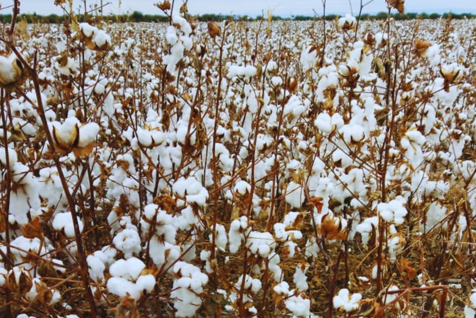 “Más economías en crisis: el deterioro del negocio arrastra al algodón y a las frutas del Alto Valle”