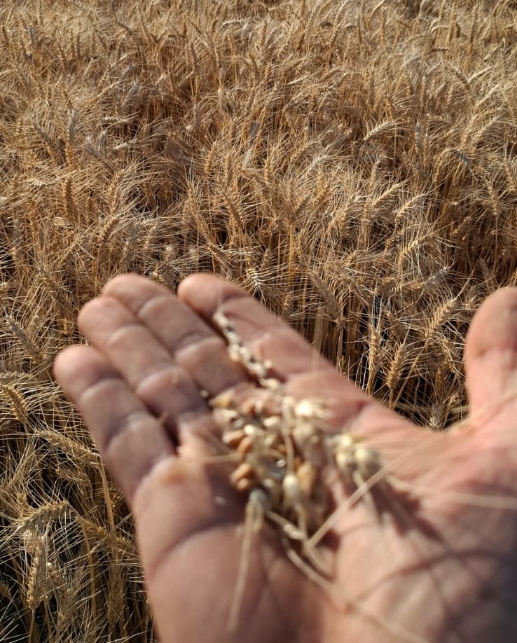 Trigo en Marcos Juárez: "Se están registrando rindes que oscilan entre 7.000 y 8.000 kilos por hectárea en los lotes de mayor aptitud"